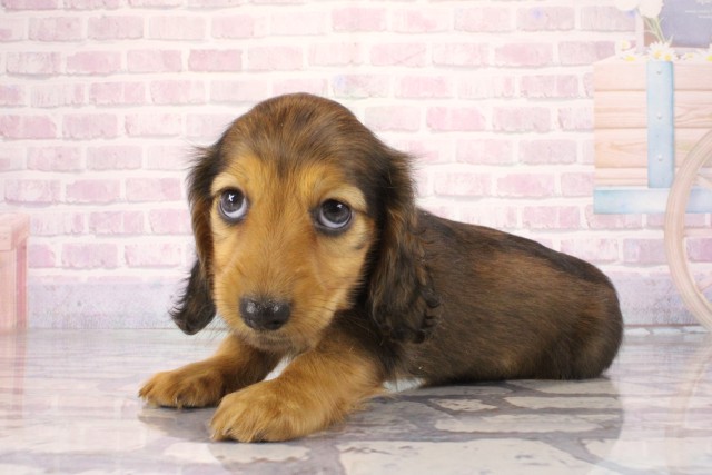 兵庫県のミニチュアダックスフンド(ロング) (Coo&RIKU神戸三宮店/2026年1月2日生まれ/女の子/シェーデットレッド)の子犬の3枚目の画像