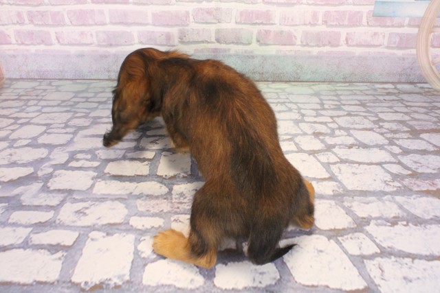 兵庫県のミニチュアダックスフンド(ロング) (Coo&RIKU神戸三宮店/2026年1月2日生まれ/女の子/シェーデットレッド)の子犬の4枚目の画像