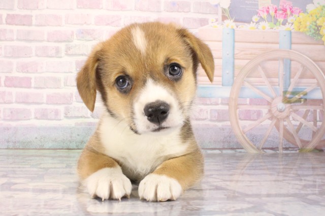 ウェルシュ・コーギー・ペンブローク