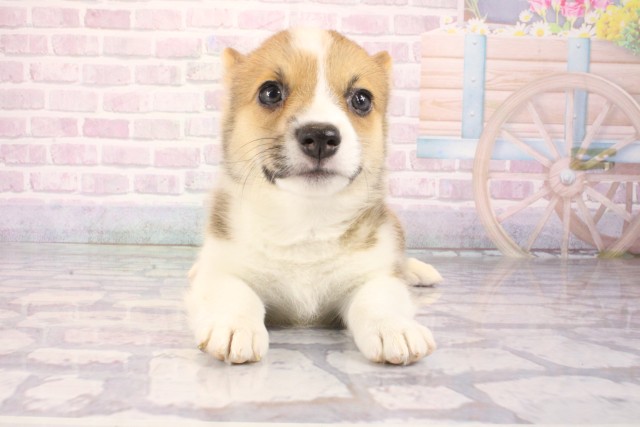 ウェルシュ・コーギー・ペンブローク