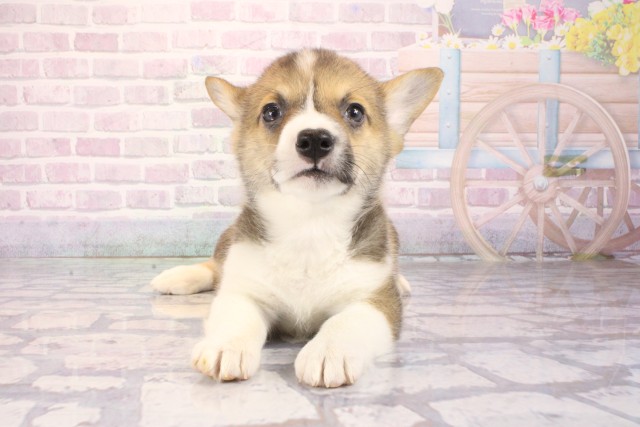 大阪府のウェルシュコーギーペンブローク (Coo&RIKU和泉店/2026年1月2日生まれ/男の子/レッドホワイト)の子犬の1枚目の画像