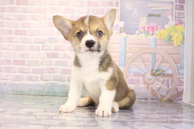 大阪府のウェルシュコーギーペンブローク (Coo&RIKU和泉店/2026年1月2日生まれ/男の子/レッドホワイト)の子犬の3枚目の画像