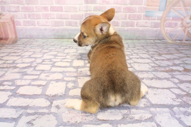 大阪府のウェルシュコーギーペンブローク (Coo&RIKU和泉店/2026年1月2日生まれ/男の子/レッドホワイト)の子犬の4枚目の画像