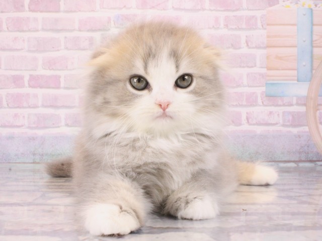 大阪府のスコティッシュフォールド (Coo&RIKU心斎橋店/2026年1月3日生まれ/女の子/ブルータビーホワイト)の子猫の1枚目の画像
