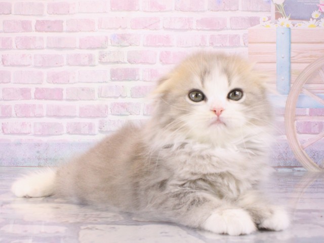 大阪府のスコティッシュフォールド (Coo&RIKU心斎橋店/2026年1月3日生まれ/女の子/ブルータビーホワイト)の子猫の2枚目の画像