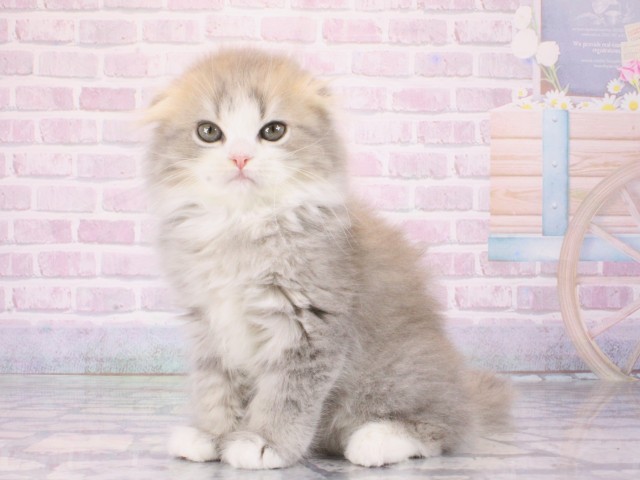 大阪府のスコティッシュフォールド (Coo&RIKU心斎橋店/2026年1月3日生まれ/女の子/ブルータビーホワイト)の子猫の3枚目の画像