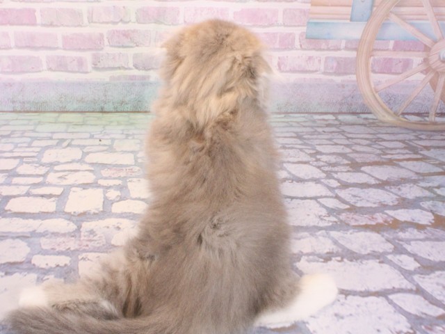 大阪府のスコティッシュフォールド (Coo&RIKU心斎橋店/2026年1月3日生まれ/女の子/ブルータビーホワイト)の子猫の4枚目の画像