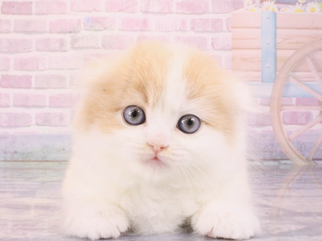 スコティッシュフォールド