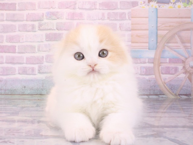 大阪府のスコティッシュフォールド (Coo&RIKU茶屋町店/2026年1月4日生まれ/男の子/クリームタビーホワイト)の子猫の1枚目の画像