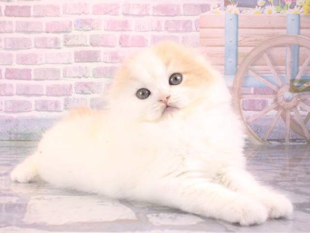 大阪府のスコティッシュフォールド (Coo&RIKU茶屋町店/2026年1月4日生まれ/男の子/クリームタビーホワイト)の子猫の2枚目の画像