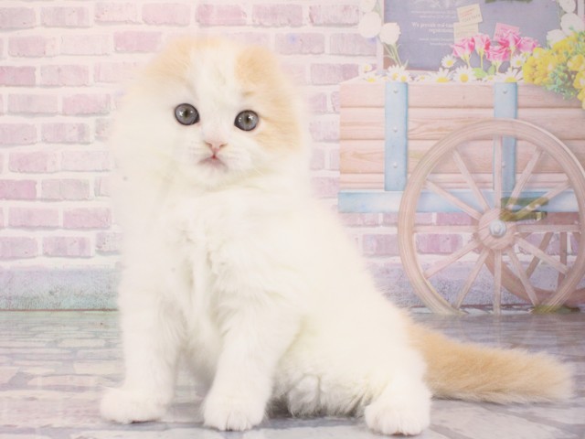 大阪府のスコティッシュフォールド (Coo&RIKU茶屋町店/2026年1月4日生まれ/男の子/クリームタビーホワイト)の子猫の3枚目の画像