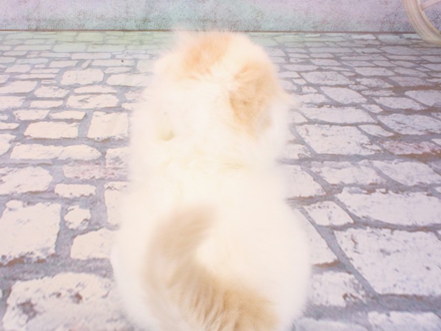 大阪府のスコティッシュフォールド (Coo&RIKU茶屋町店/2026年1月4日生まれ/男の子/クリームタビーホワイト)の子猫の4枚目の画像