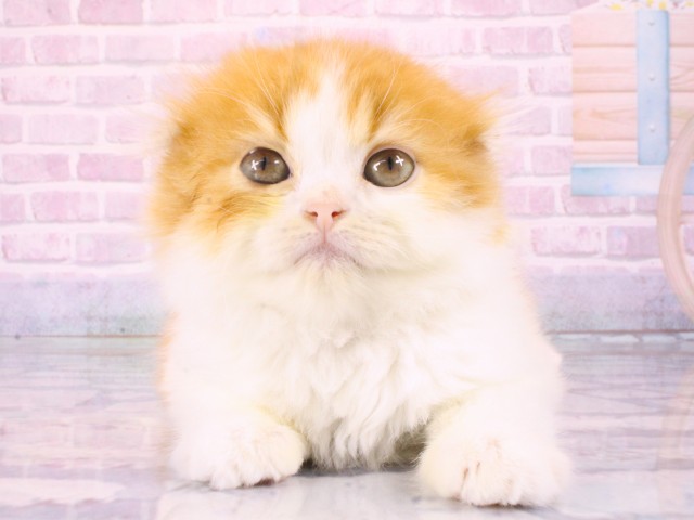 スコティッシュフォールド