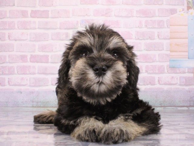 大阪府のミニチュアシュナウザー (Coo&RIKU梅田店/2026年1月4日生まれ/女の子/ソルトペッパー)の子犬の1枚目の画像