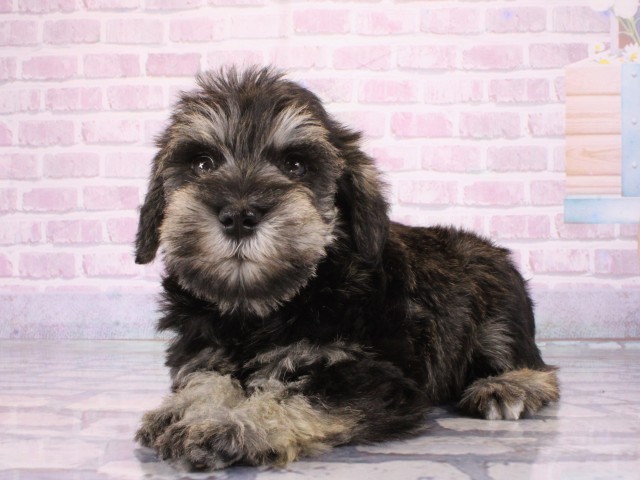 大阪府のミニチュアシュナウザー (Coo&RIKU梅田店/2026年1月4日生まれ/女の子/ソルトペッパー)の子犬の3枚目の画像