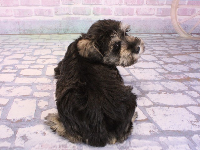 大阪府のミニチュアシュナウザー (Coo&RIKU梅田店/2026年1月4日生まれ/女の子/ソルトペッパー)の子犬の4枚目の画像