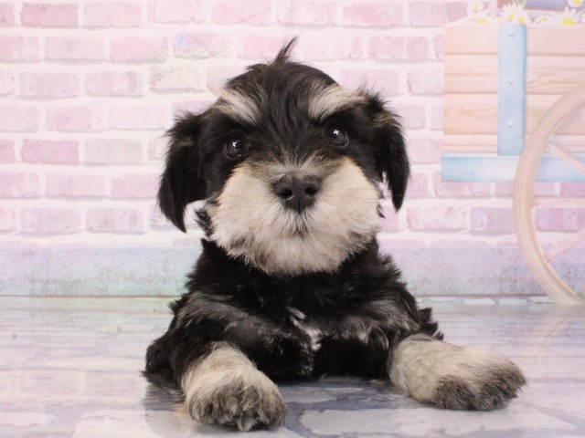 兵庫県のミニチュアシュナウザー (Coo&RIKU神戸東灘店/2026年1月4日生まれ/男の子/ブラックシルバー)の子犬の1枚目の画像