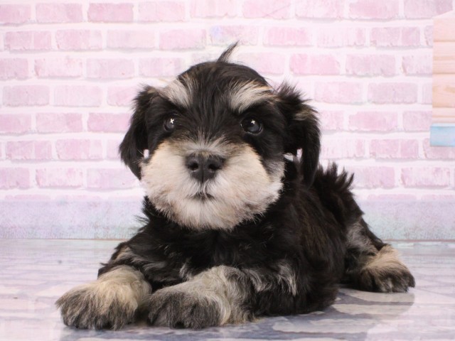 兵庫県のミニチュアシュナウザー (Coo&RIKU神戸東灘店/2026年1月4日生まれ/男の子/ブラックシルバー)の子犬の2枚目の画像