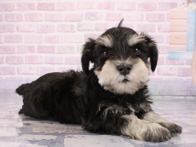 兵庫県のミニチュアシュナウザー (Coo&RIKU神戸東灘店/2026年1月4日生まれ/男の子/ブラックシルバー)の子犬の3枚目の画像