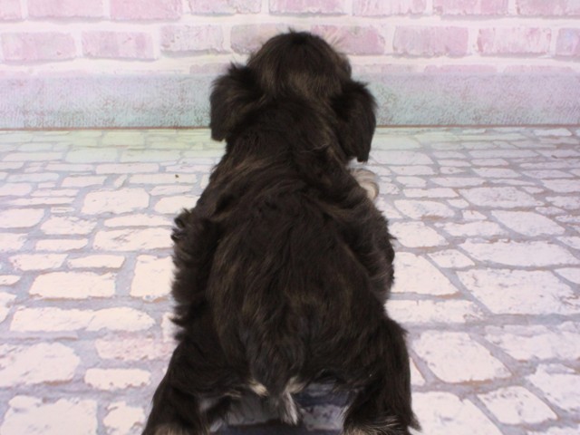 兵庫県のミニチュアシュナウザー (Coo&RIKU神戸東灘店/2026年1月4日生まれ/男の子/ブラックシルバー)の子犬の4枚目の画像