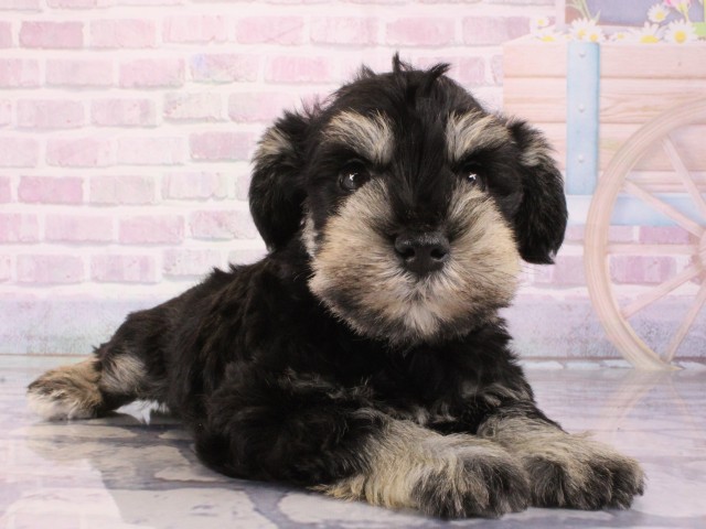 兵庫県のミニチュアシュナウザー (Coo&RIKU神戸三宮店/2026年1月4日生まれ/男の子/ブラックシルバー)の子犬の2枚目の画像