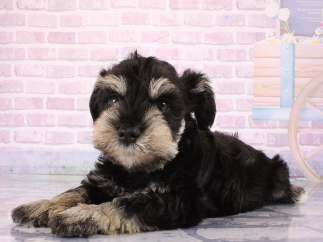 兵庫県のミニチュアシュナウザー (Coo&RIKU神戸三宮店/2026年1月4日生まれ/男の子/ブラックシルバー)の子犬の3枚目の画像