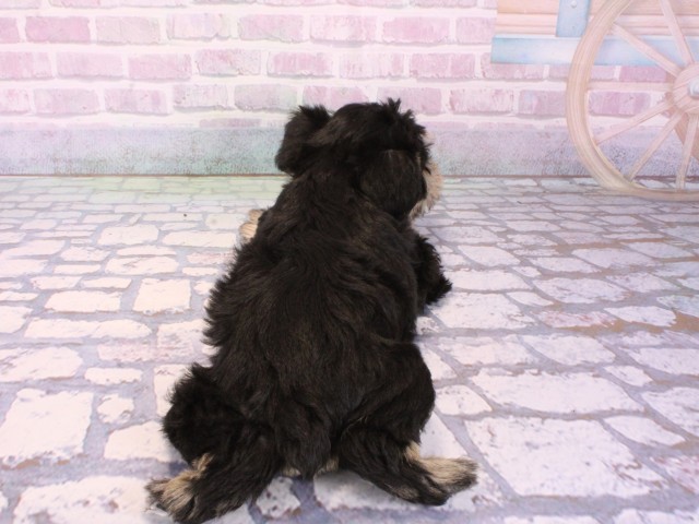 兵庫県のミニチュアシュナウザー (Coo&RIKU神戸三宮店/2026年1月4日生まれ/男の子/ブラックシルバー)の子犬の4枚目の画像