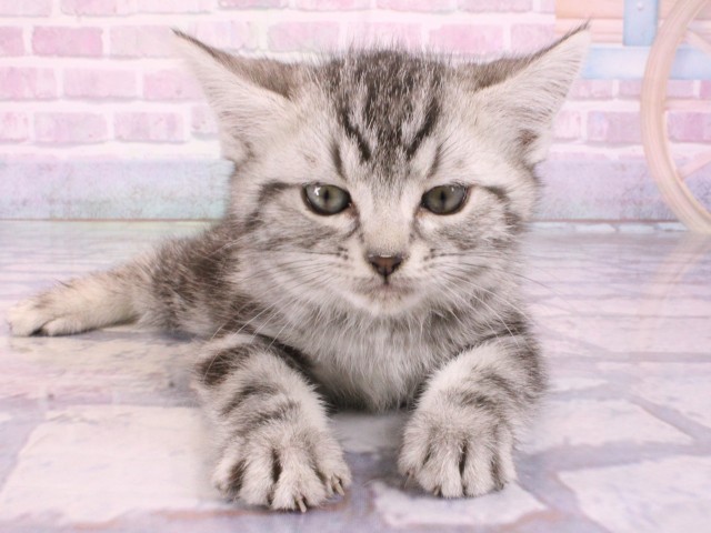 アメリカンショートヘアー