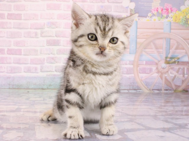 アメリカンショートヘアー