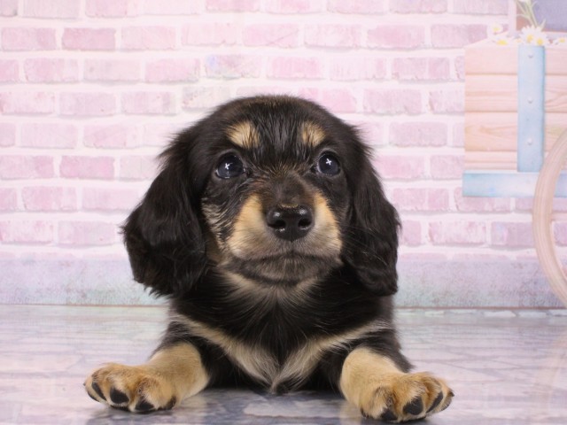 ミニチュア・ダックスフンド