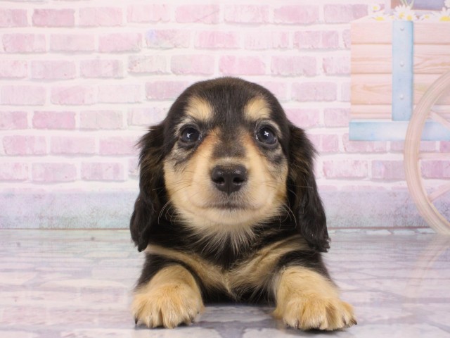 大阪府のミニチュアダックスフンド(ロング) (Coo&RIKU和泉店/2026年1月3日生まれ/男の子/ブラックタン)の子犬の1枚目の画像