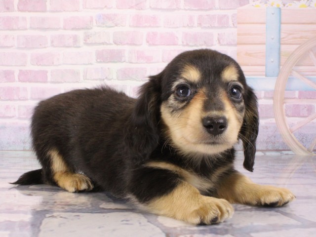 大阪府のミニチュアダックスフンド(ロング) (Coo&RIKU和泉店/2026年1月3日生まれ/男の子/ブラックタン)の子犬の2枚目の画像