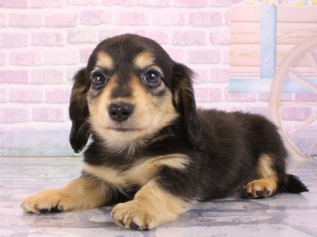 大阪府のミニチュアダックスフンド(ロング) (Coo&RIKU和泉店/2026年1月3日生まれ/男の子/ブラックタン)の子犬の3枚目の画像