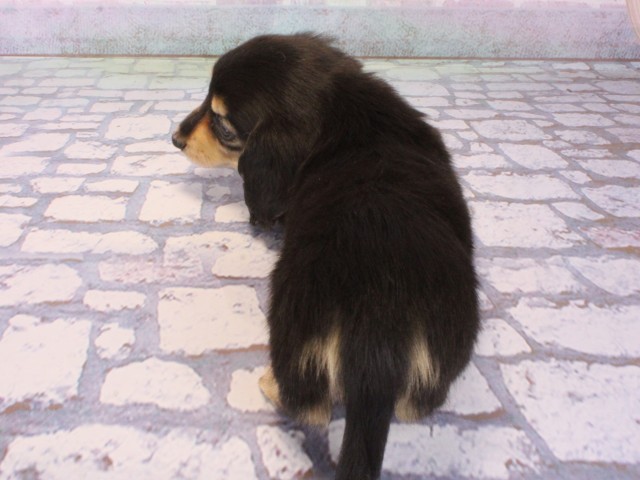 大阪府のミニチュアダックスフンド(ロング) (Coo&RIKU和泉店/2026年1月3日生まれ/男の子/ブラックタン)の子犬の4枚目の画像