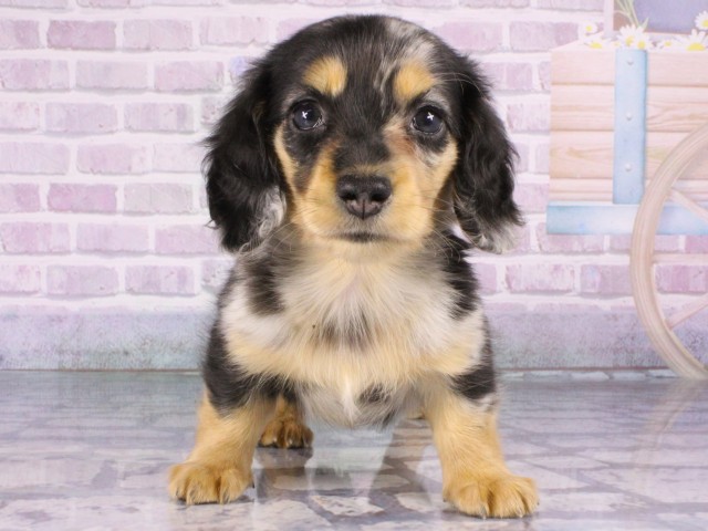 大阪府のミニチュアダックスフンド(ロング) (Coo&RIKU茶屋町店/2026年1月3日生まれ/男の子/シルバーダップル)の子犬の1枚目の画像