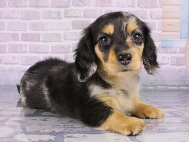 大阪府のミニチュアダックスフンド(ロング) (Coo&RIKU茶屋町店/2026年1月3日生まれ/男の子/シルバーダップル)の子犬の2枚目の画像