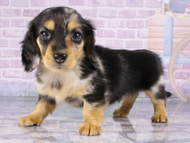 大阪府のミニチュアダックスフンド(ロング) (Coo&RIKU茶屋町店/2026年1月3日生まれ/男の子/シルバーダップル)の子犬の3枚目の画像