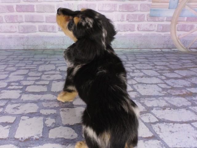 大阪府のミニチュアダックスフンド(ロング) (Coo&RIKU茶屋町店/2026年1月3日生まれ/男の子/シルバーダップル)の子犬の4枚目の画像