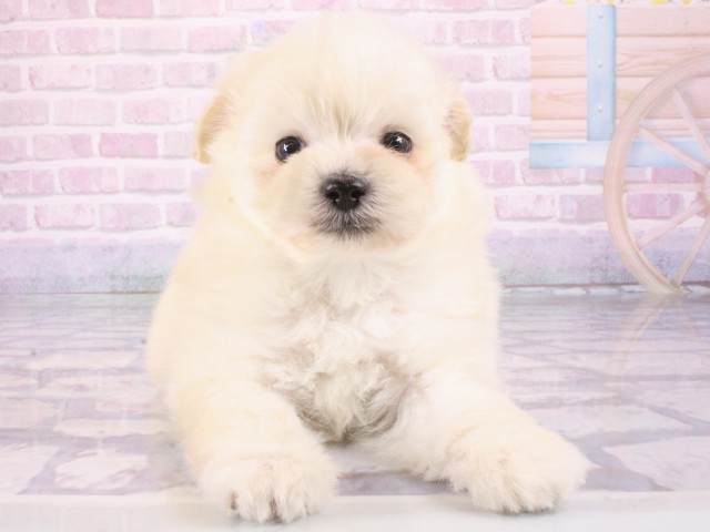 大阪府のポメプー(ポメラニアン×プードル) (Coo&RIKU梅田店/2026年1月2日生まれ/男の子/クリーム)の子犬の1枚目の画像