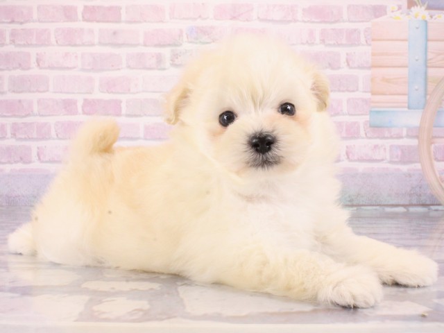 大阪府のポメプー(ポメラニアン×プードル) (Coo&RIKU梅田店/2026年1月2日生まれ/男の子/クリーム)の子犬の2枚目の画像