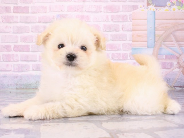 大阪府のポメプー(ポメラニアン×プードル) (Coo&RIKU梅田店/2026年1月2日生まれ/男の子/クリーム)の子犬の3枚目の画像