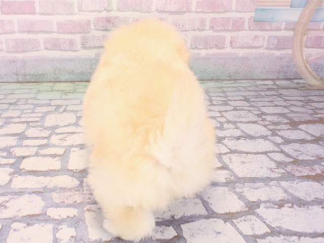 大阪府のポメプー(ポメラニアン×プードル) (Coo&RIKU梅田店/2026年1月2日生まれ/男の子/クリーム)の子犬の4枚目の画像