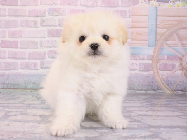 大阪府のポメプー(ポメラニアン×プードル) (Coo&RIKU天王寺店/2026年1月2日生まれ/男の子/クリーム)の子犬