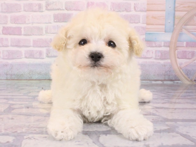 大阪府のトイプードル(トイ) (Coo&RIKU茶屋町店/2026年1月4日生まれ/女の子/ホワイト)の子犬の1枚目の画像