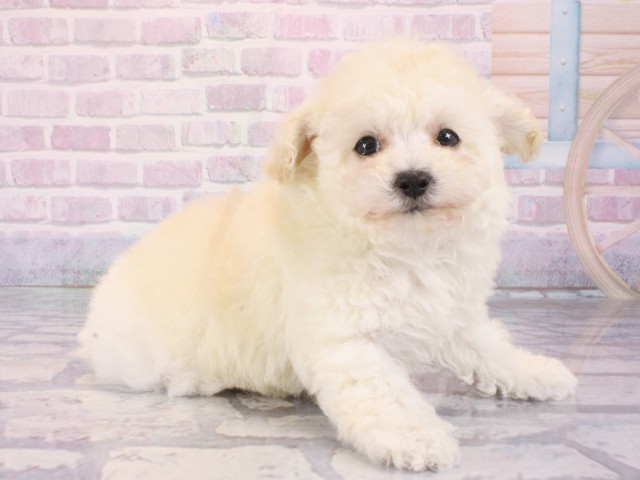 大阪府のトイプードル(トイ) (Coo&RIKU茶屋町店/2026年1月4日生まれ/女の子/ホワイト)の子犬の2枚目の画像