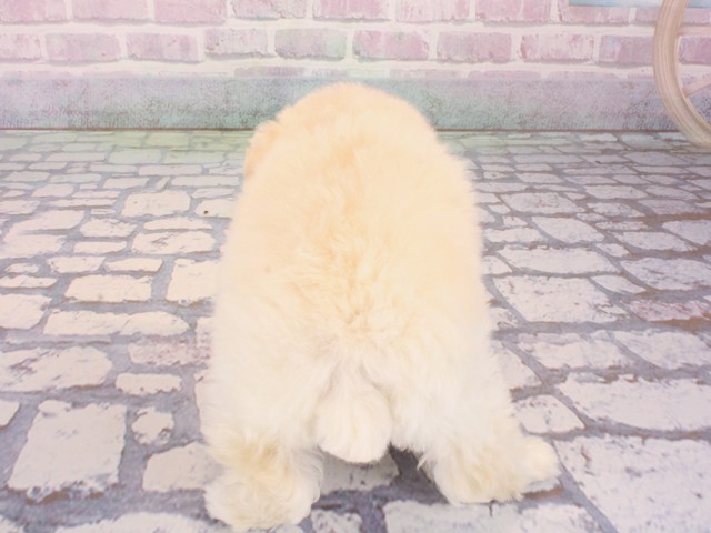 大阪府のトイプードル(トイ) (Coo&RIKU茶屋町店/2026年1月4日生まれ/女の子/ホワイト)の子犬の4枚目の画像