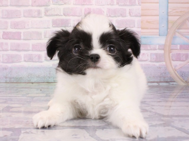 大阪府のチワワ(ロング) (Coo&RIKU天王寺店/2026年1月2日生まれ/女の子/ホワイトブラック)の子犬の1枚目の画像