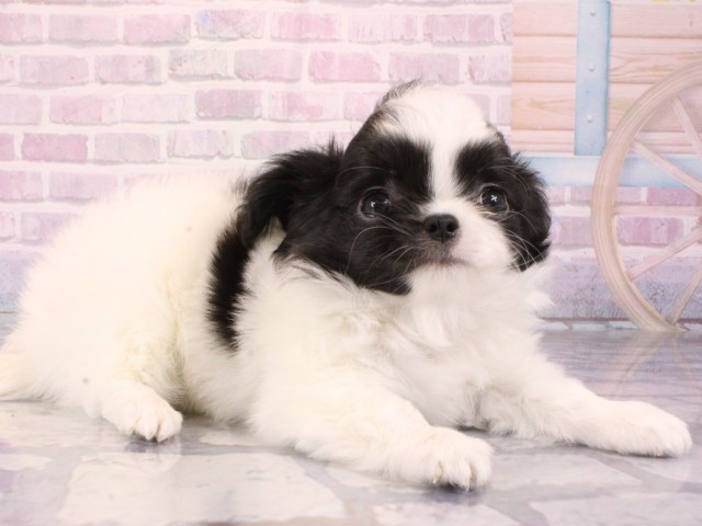 大阪府のチワワ(ロング) (Coo&RIKU天王寺店/2026年1月2日生まれ/女の子/ホワイトブラック)の子犬の2枚目の画像