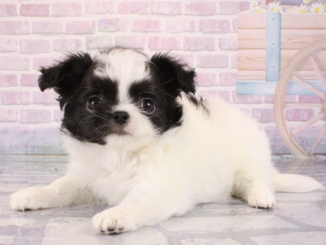 大阪府のチワワ(ロング) (Coo&RIKU天王寺店/2026年1月2日生まれ/女の子/ホワイトブラック)の子犬の3枚目の画像