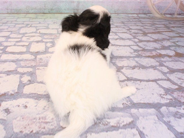 大阪府のチワワ(ロング) (Coo&RIKU天王寺店/2026年1月2日生まれ/女の子/ホワイトブラック)の子犬の4枚目の画像